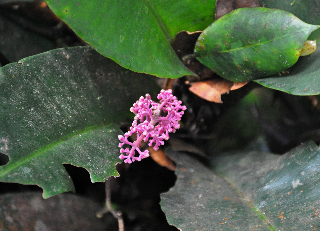 Изображение особи Labisia paucifolia.