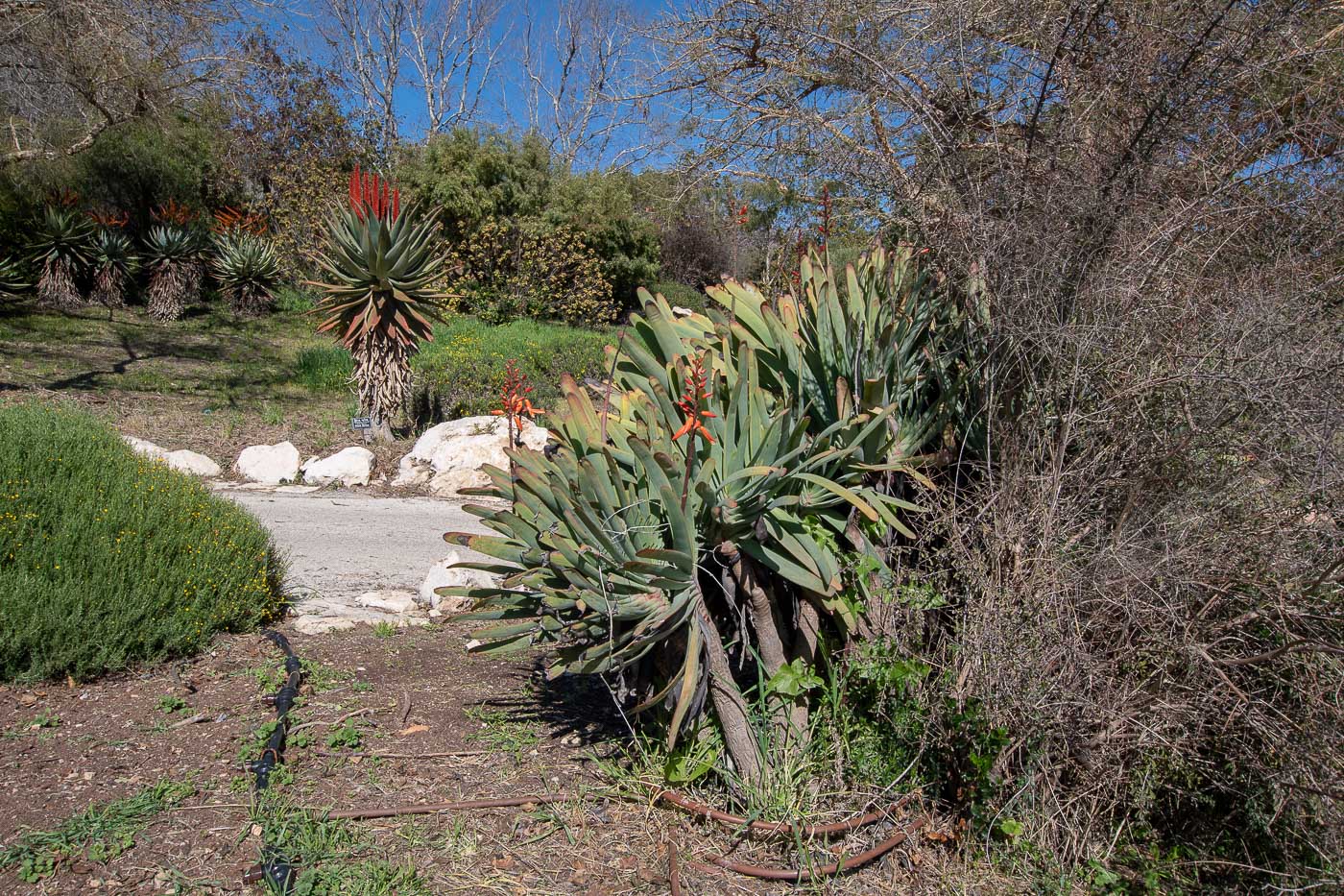 Изображение особи Aloe plicatilis.