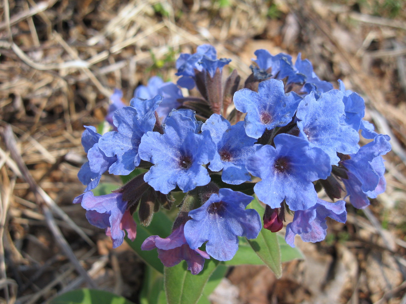 Изображение особи Pulmonaria mollis.