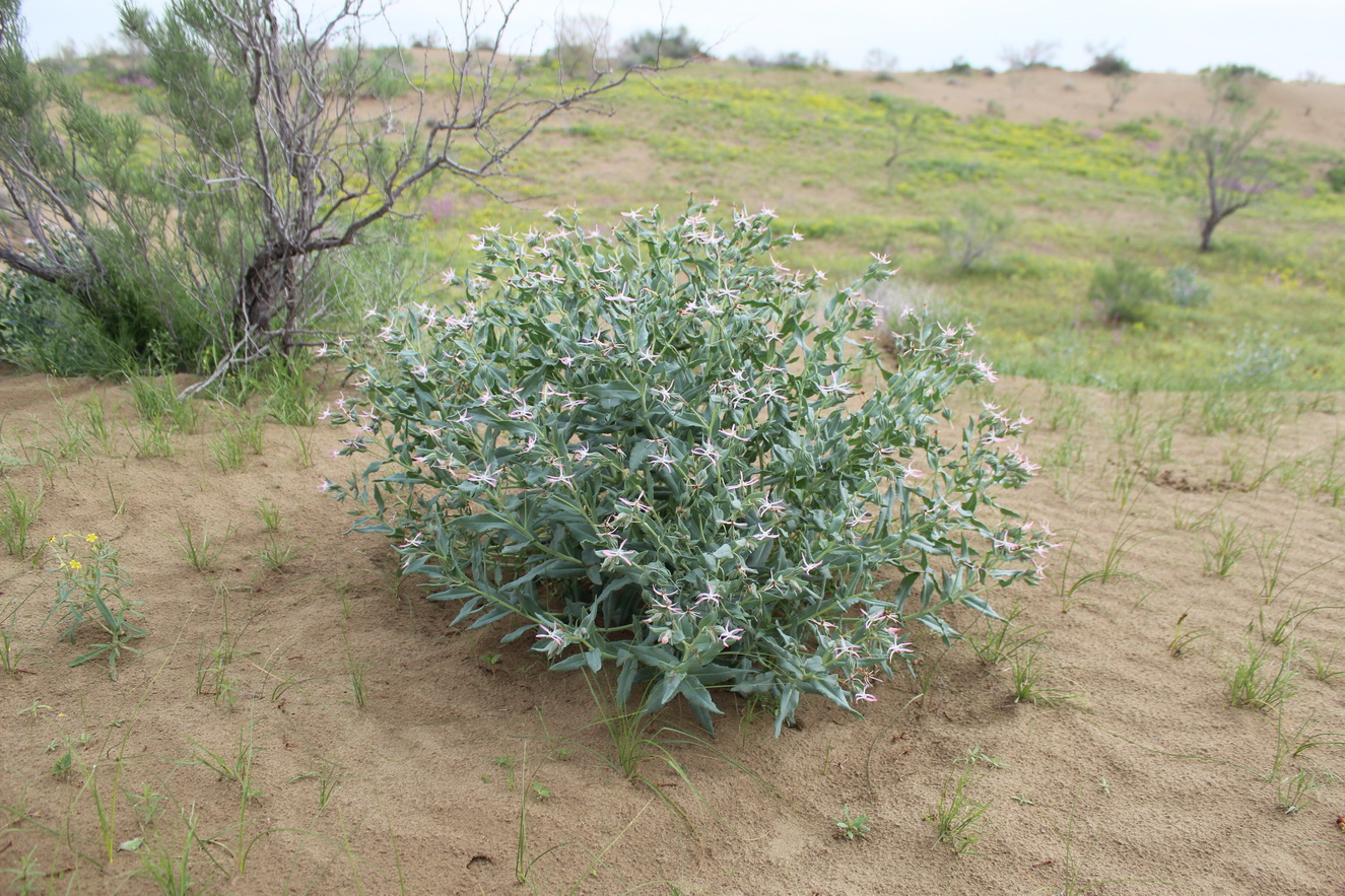 Image of Caccinia macranthera specimen.