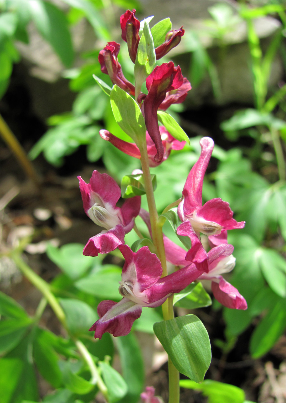 Image of Corydalis cava specimen.