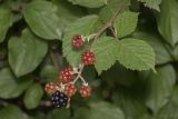 род Rubus