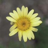 Anthemis tinctoria