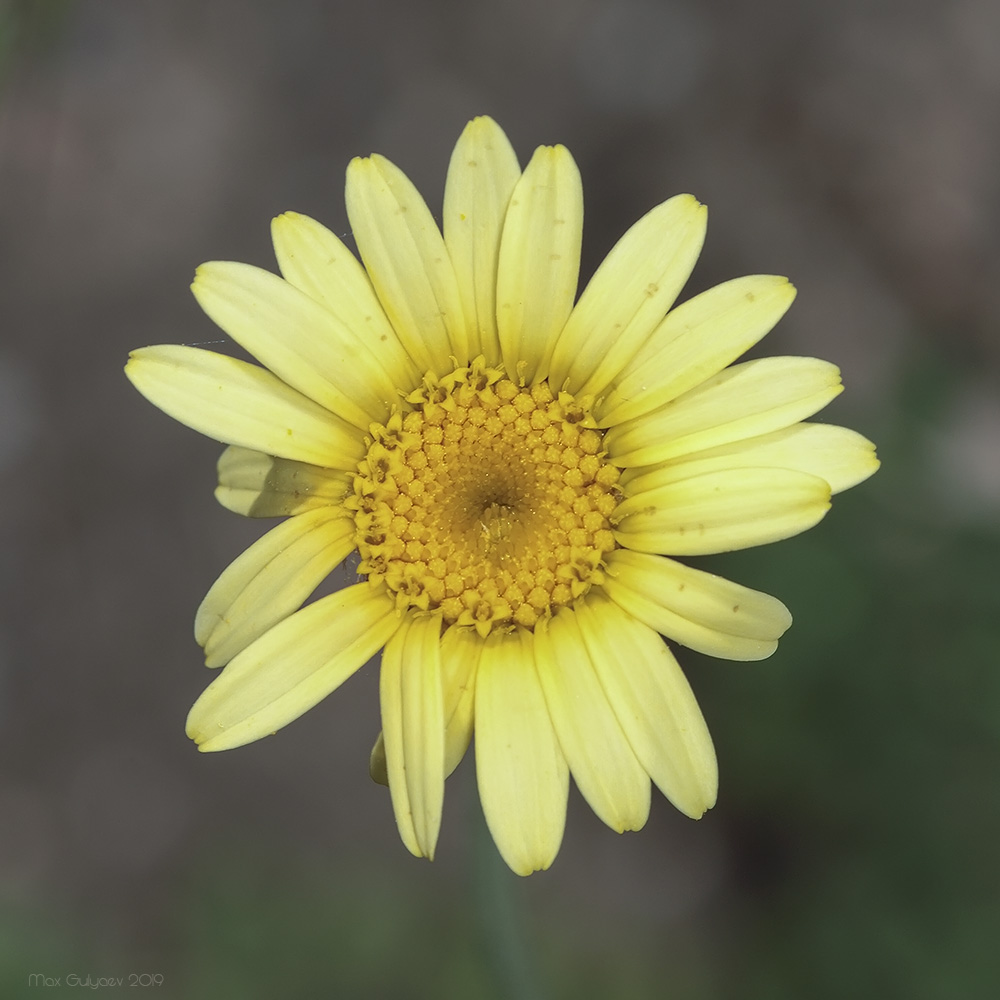 Изображение особи Anthemis tinctoria.