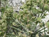 Heracleum grandiflorum
