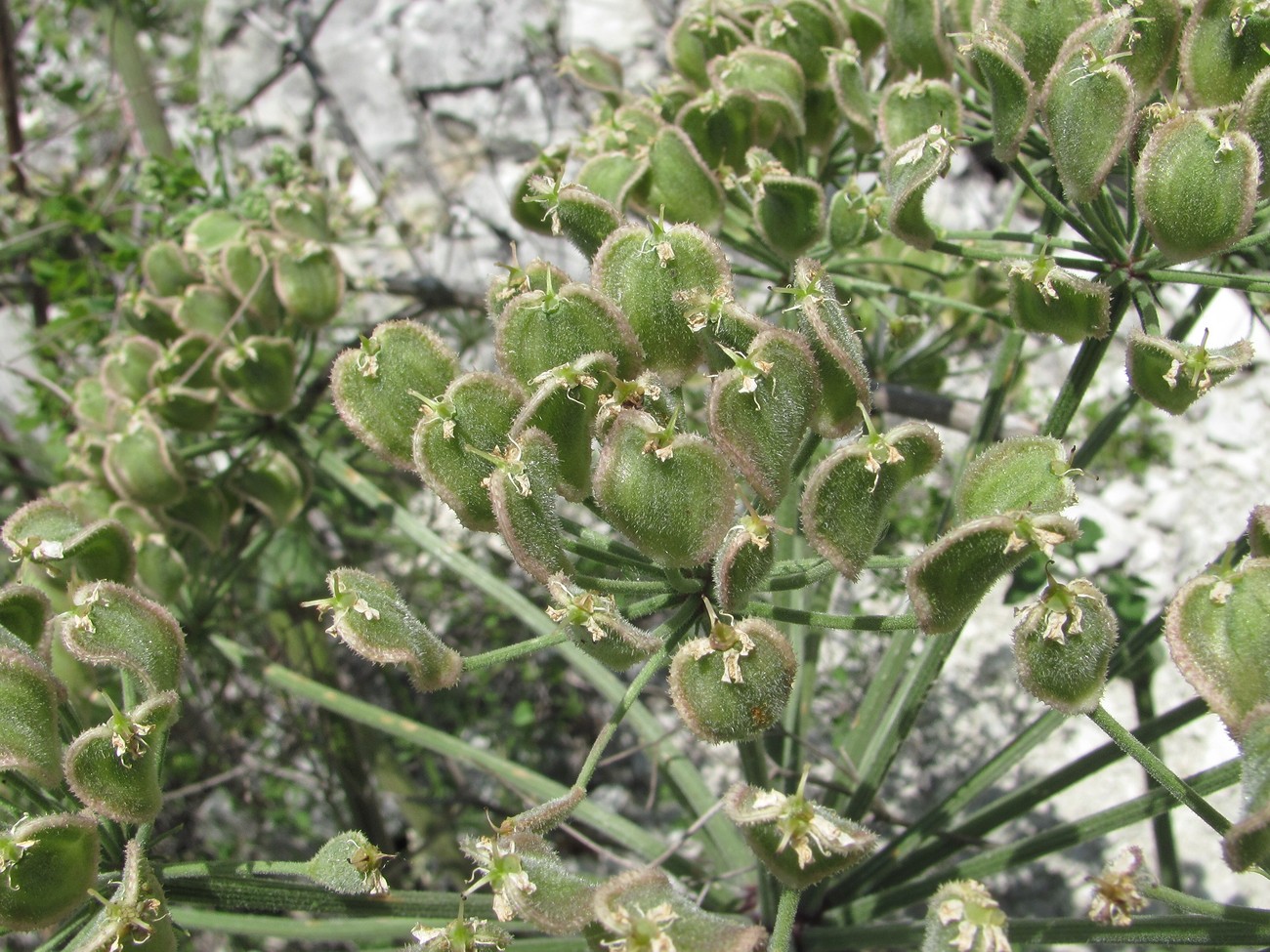 Image of Heracleum grandiflorum specimen.