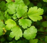 Ribes alpinum