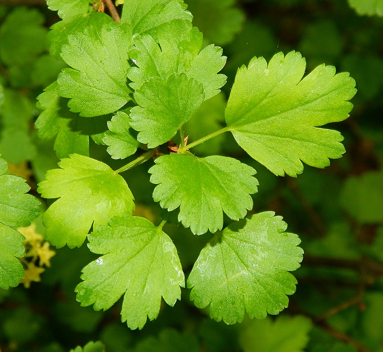 Изображение особи Ribes alpinum.