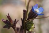 Anchusa azurea. Цветок. Узбекистан, Наманганская обл., Янгикурганский р-н, окр. пос. Заркент, дол. горной р. Падыша-Ата, глинисто-каменистый берег. 12.05.2019.