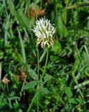 Trifolium pannonicum. Верхушка цветущего растения. Сербия, национальный парк Тара, плоскогорье Равна Тара, луг. 08.07.2019.