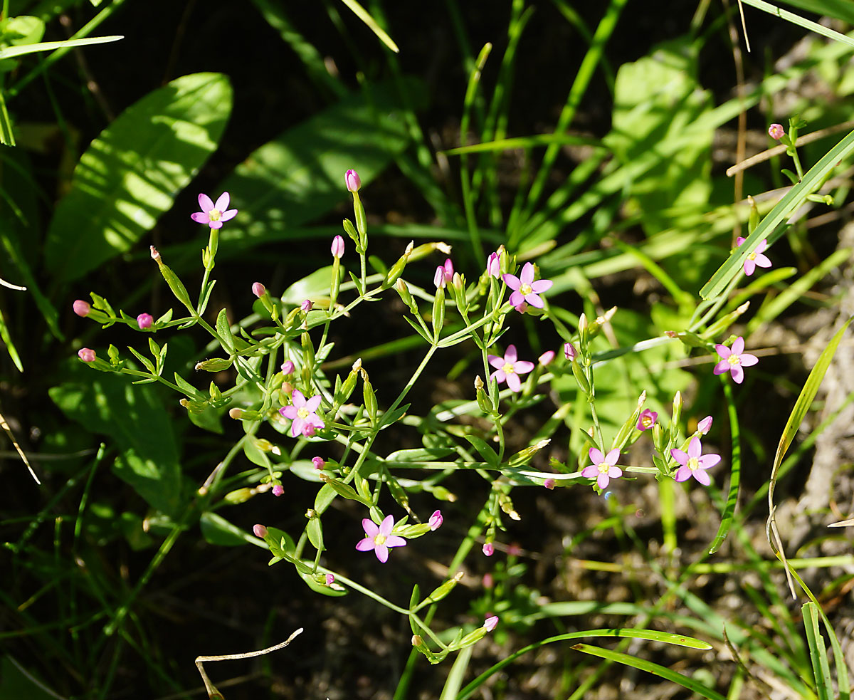 Image of Centaurium pulchellum specimen.