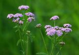 Achillea millefolium