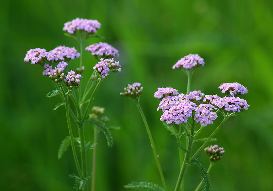 Изображение особи Achillea millefolium.