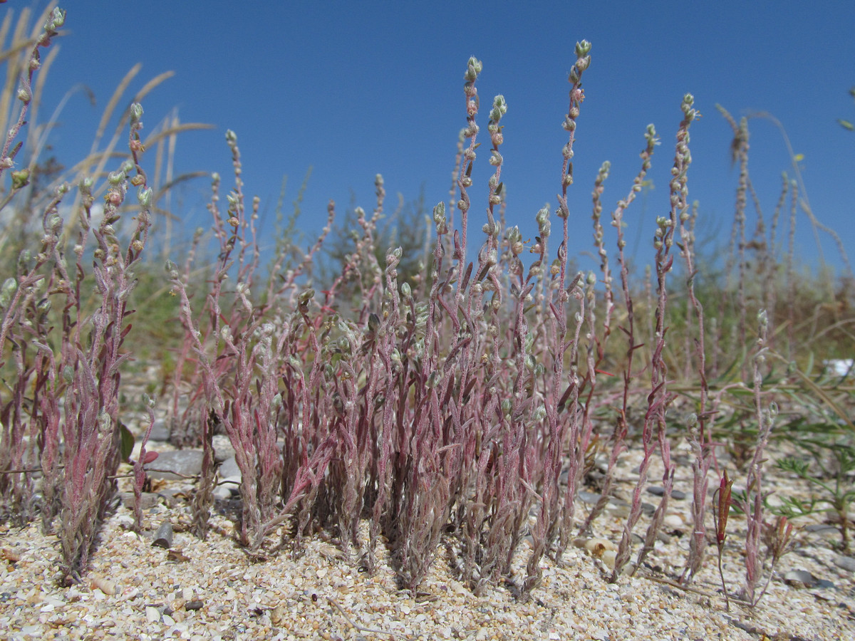 Image of Bassia laniflora specimen.