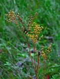 Filipendula vulgaris. Верхушки побегов с соплодиями. Челябинская обл., Сосновский р-н, долина р. Миасс, окр. с. Кайгородово, залежь. 08.08.2019.