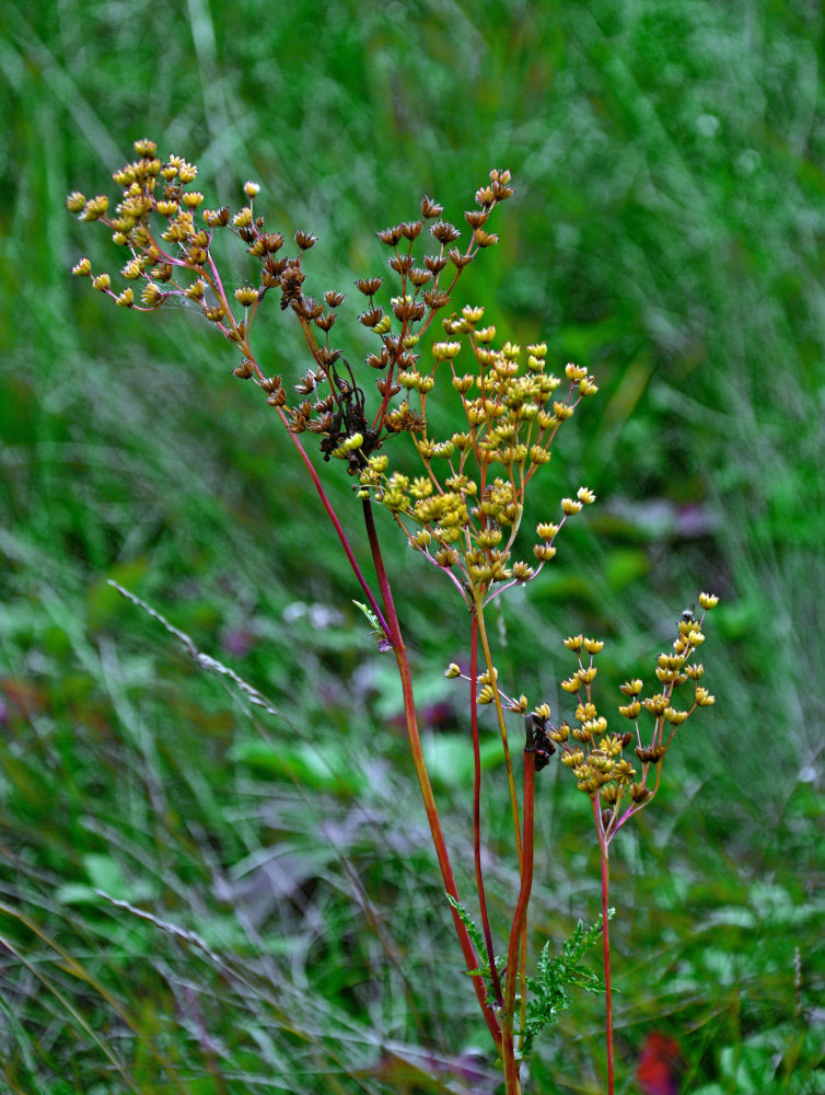 Image of Filipendula vulgaris specimen.