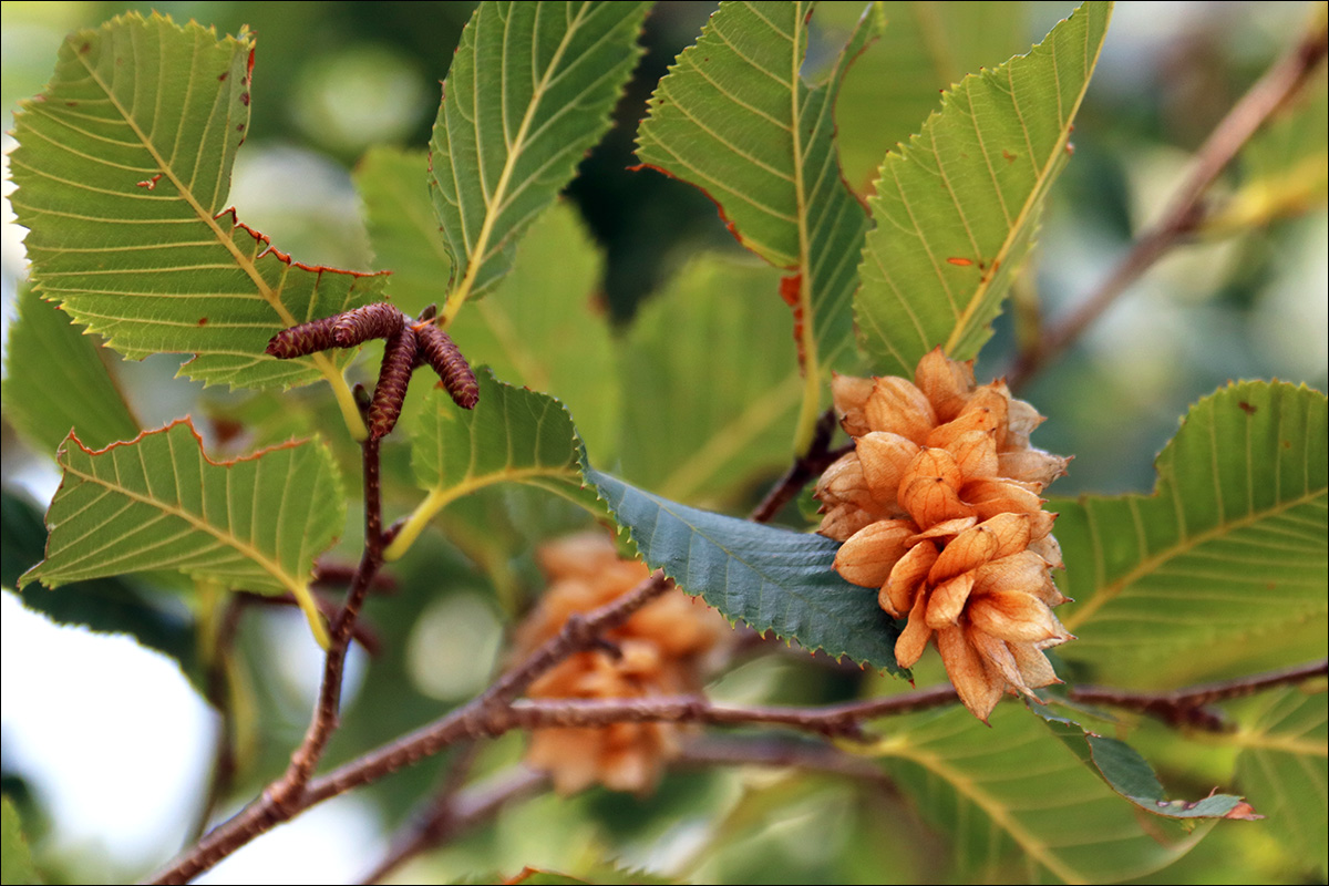 Image of Ostrya carpinifolia specimen.