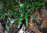 Phyllitis scolopendrium