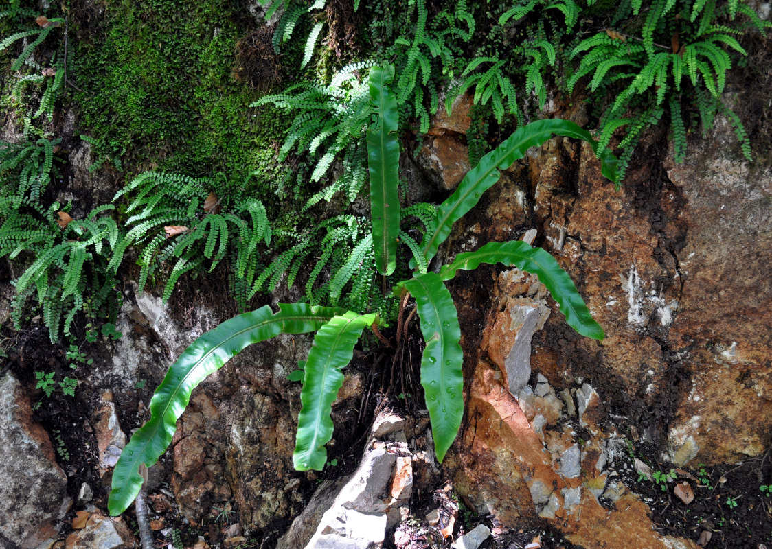 Изображение особи Phyllitis scolopendrium.