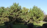 Pinus tabuliformis. Взрослые растения. Китай, Харбин, Хэйлунцзянский лесной ботанический сад, в культуре. 06.10.2019.