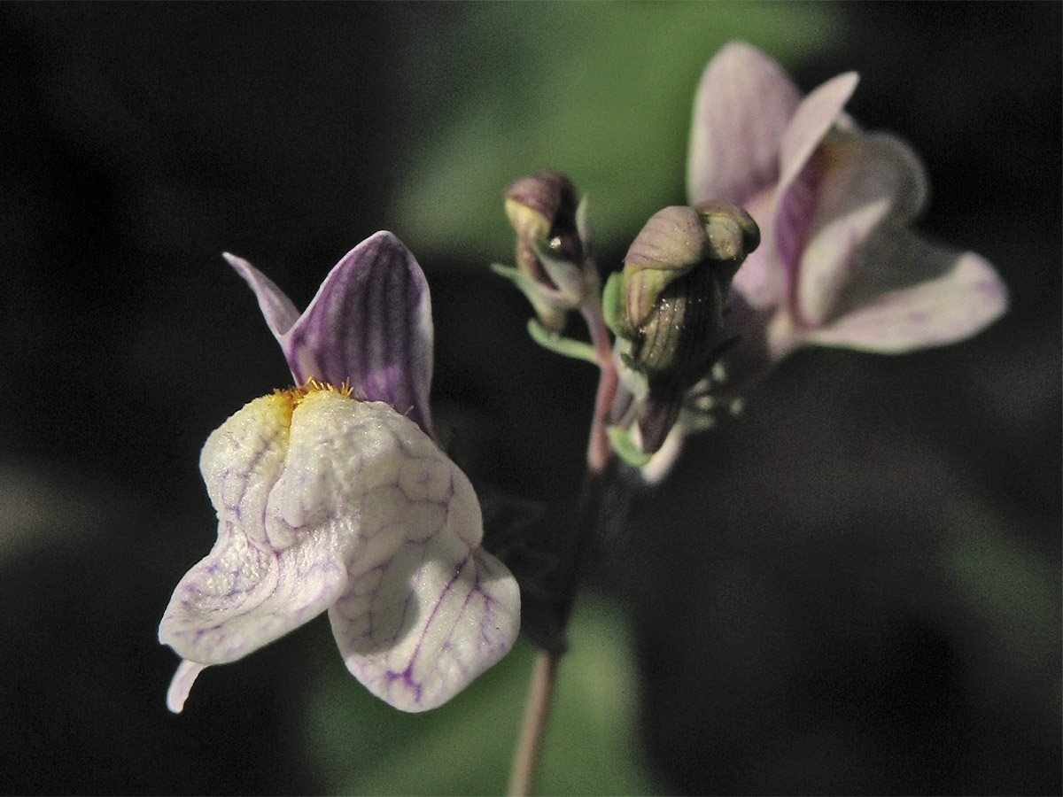 Image of Linaria repens specimen.