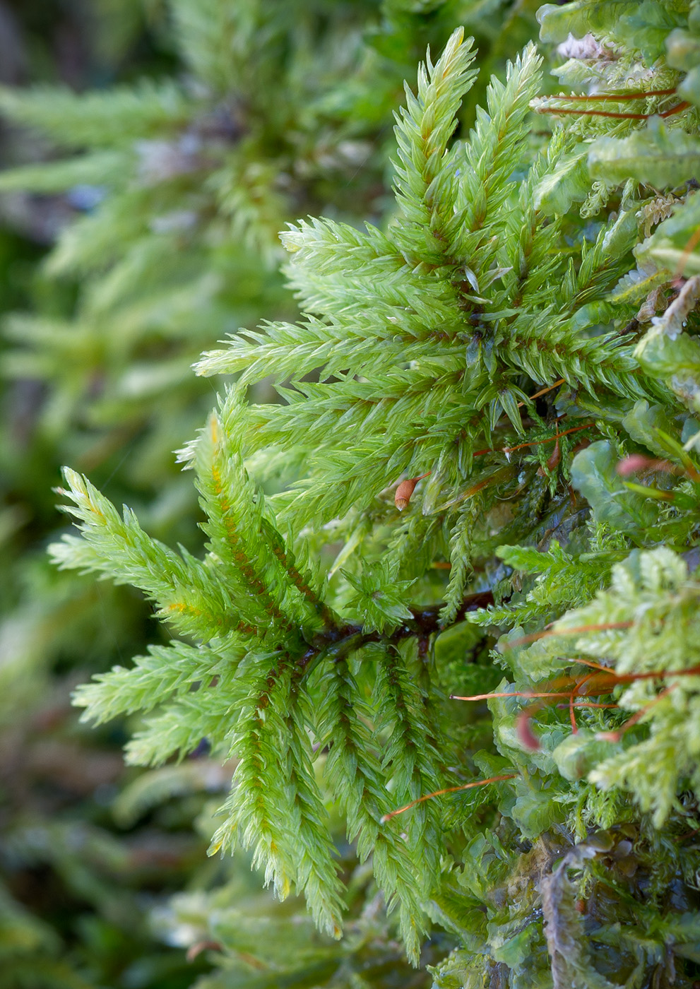 Изображение особи Climacium dendroides.