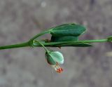 Zygophyllum fabago. Часть побега с цветками. Астраханская обл., окр. пос. Пойменный, обочина дороги. 24.09.2019.