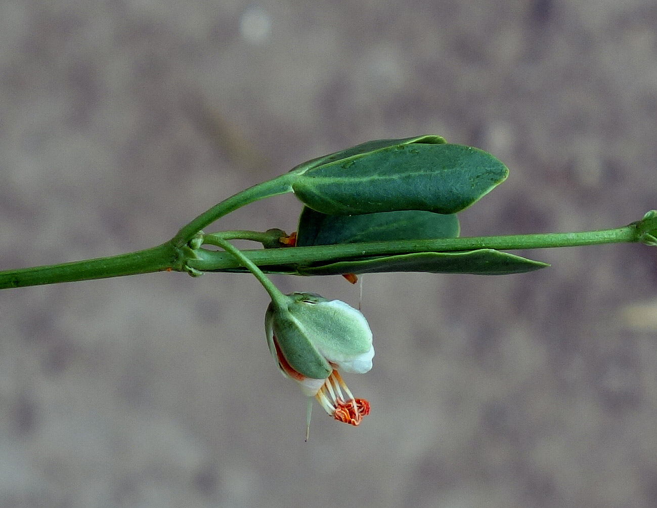 Image of Zygophyllum fabago specimen.