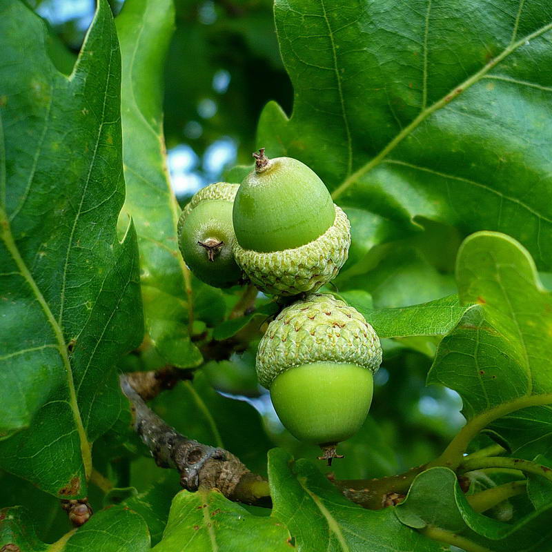 Изображение особи Quercus robur.