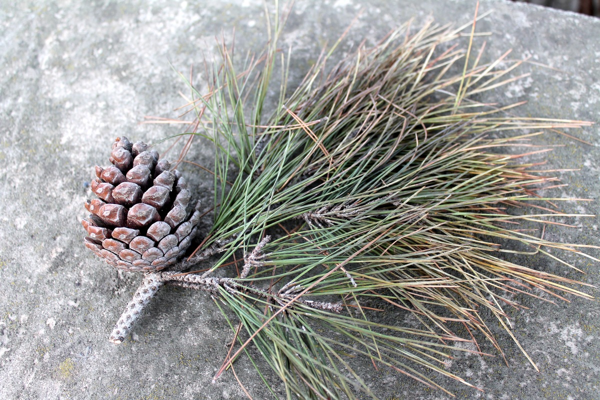 Изображение особи Pinus eldarica.