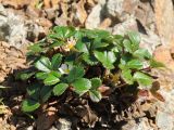 Fragaria chiloensis. Цветущее растение. США, Калифорния, Сан-Франциско, на склоне горы, возле смотровой площадки. 15.02.2017.