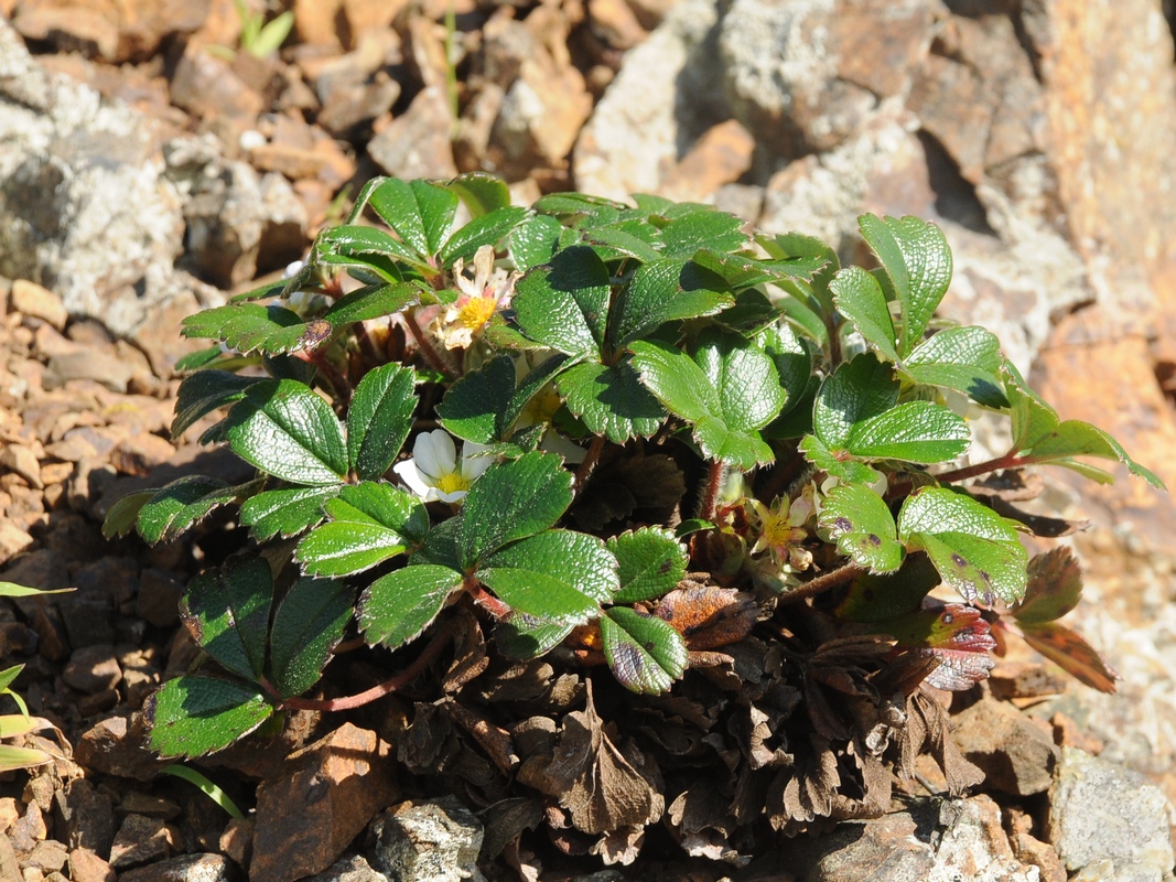 Изображение особи Fragaria chiloensis.