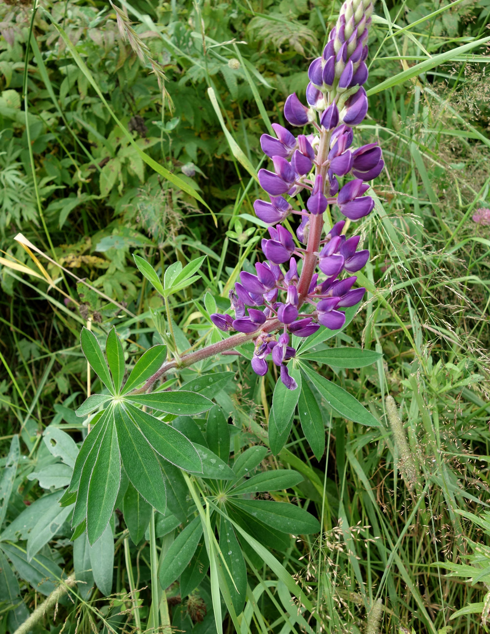 Изображение особи Lupinus nootkatensis.