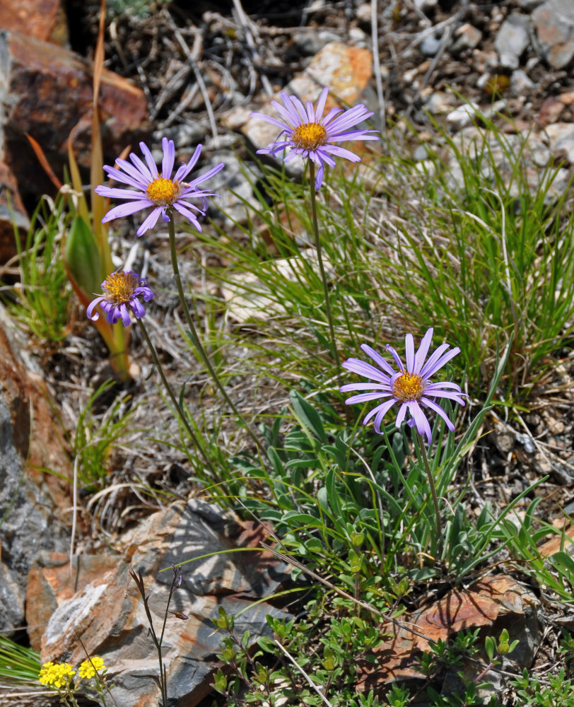 Image of Aster alpinus specimen.