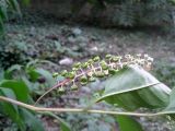 Phytolacca americana