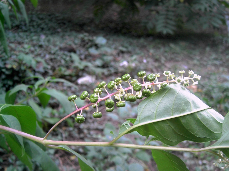 Изображение особи Phytolacca americana.