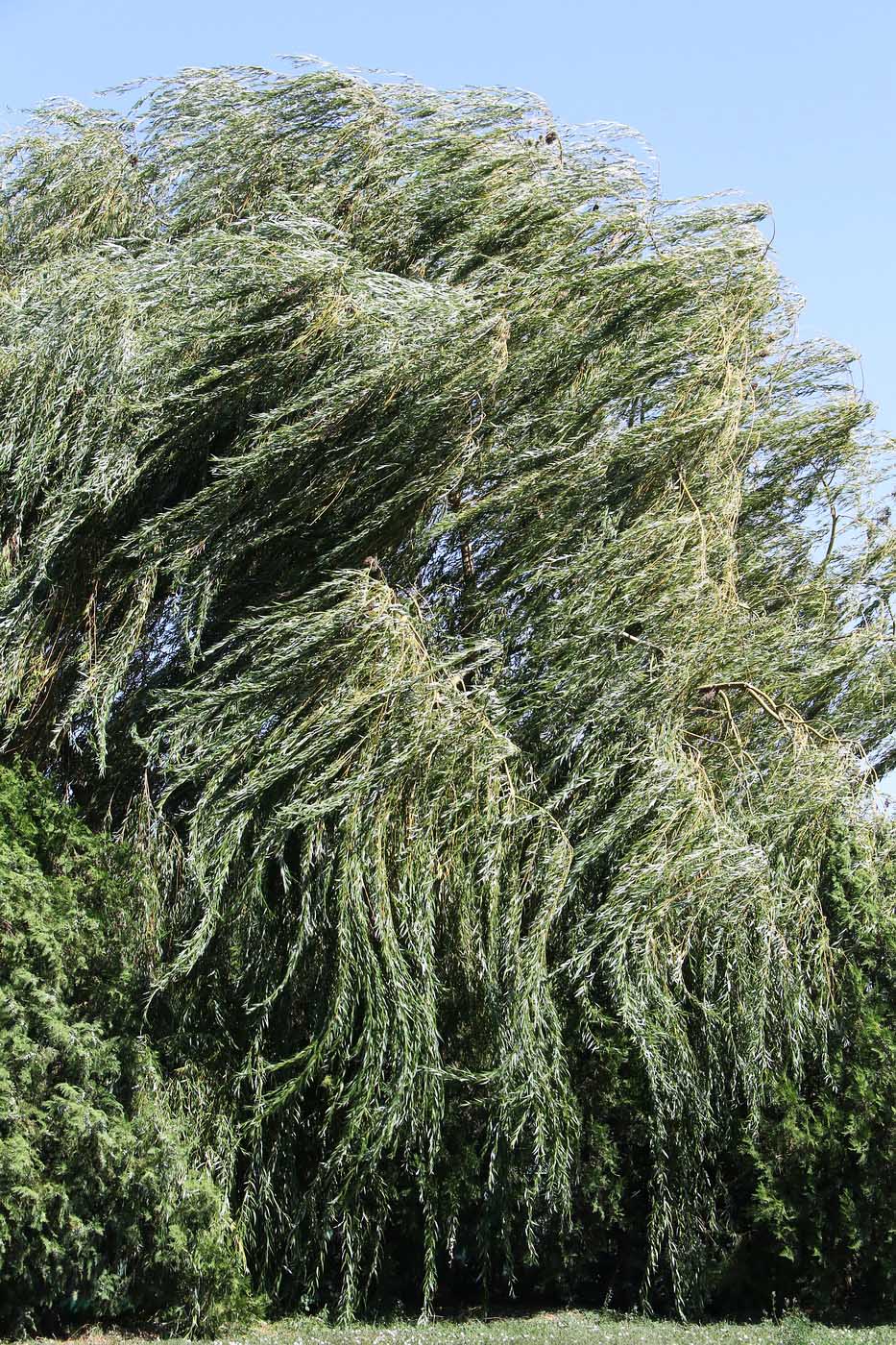 Image of Salix babylonica specimen.