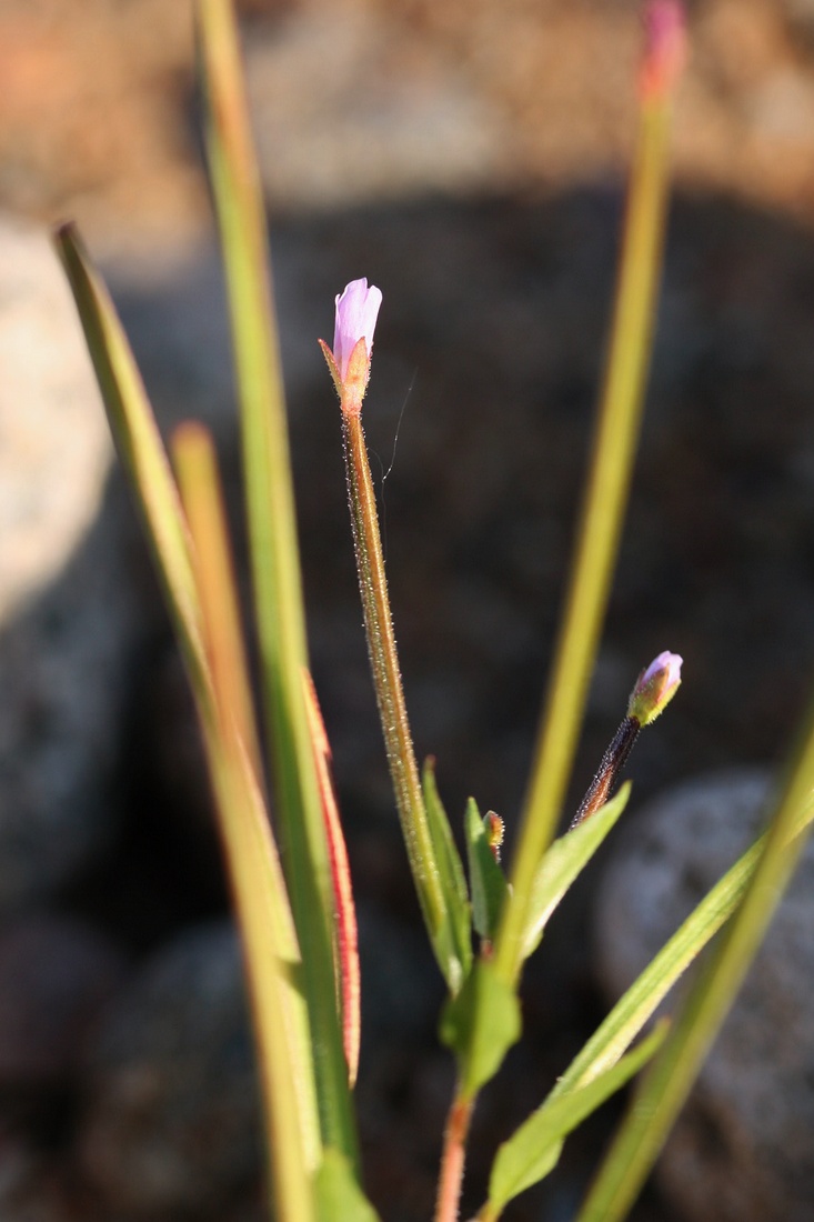 Изображение особи род Epilobium.