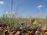 Astragalus arkalycensis
