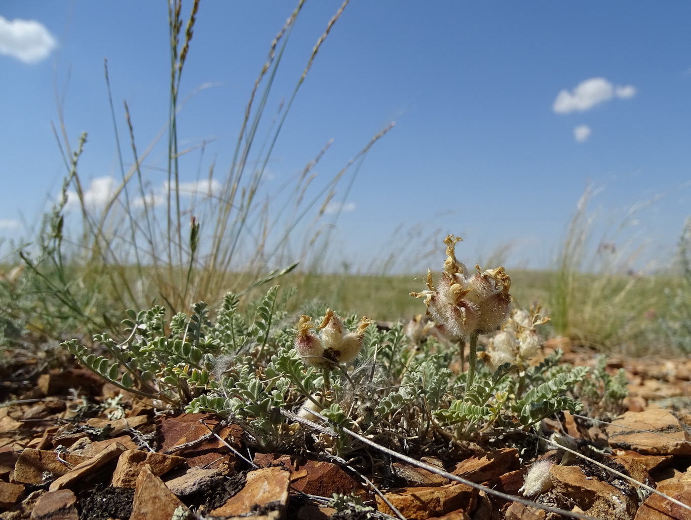 Изображение особи Astragalus arkalycensis.