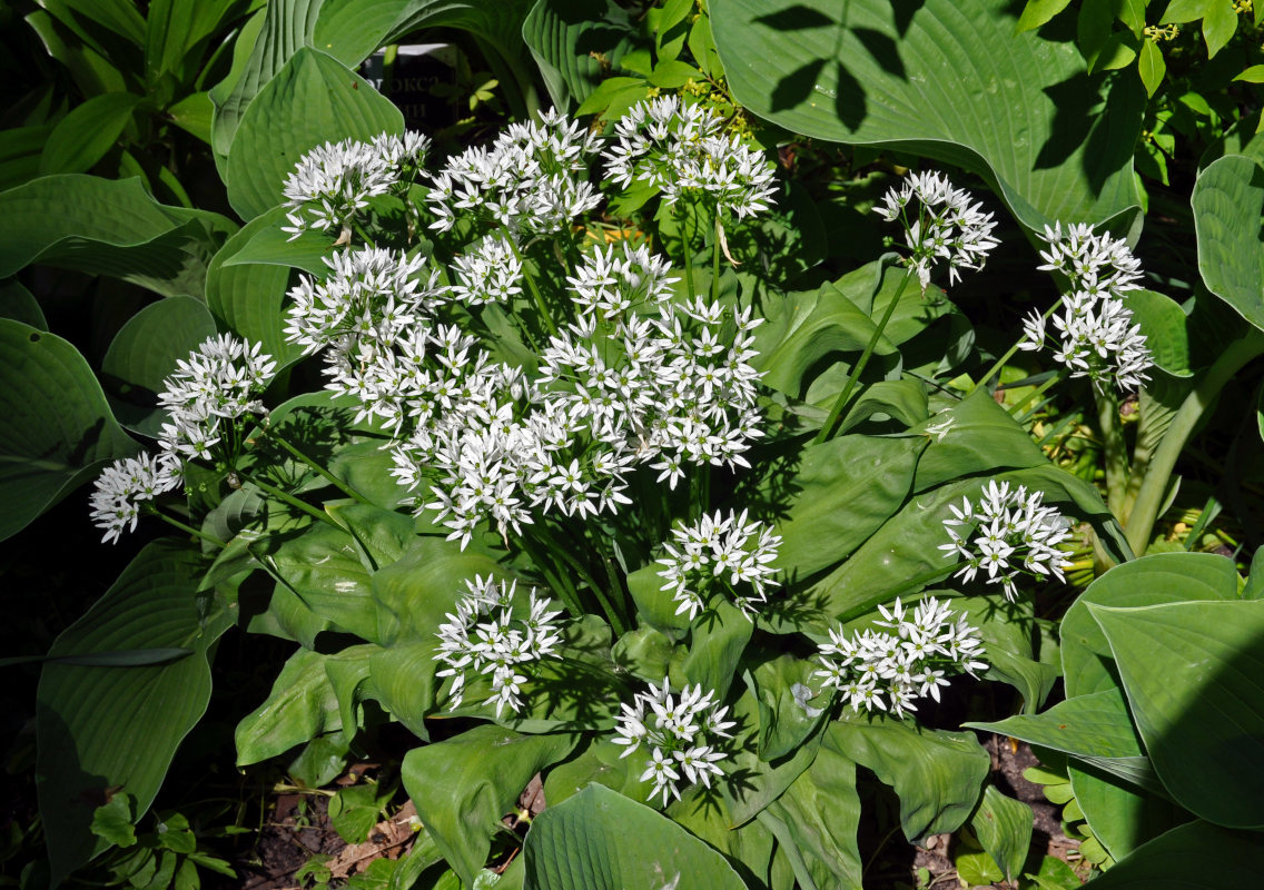 Изображение особи Allium ursinum.