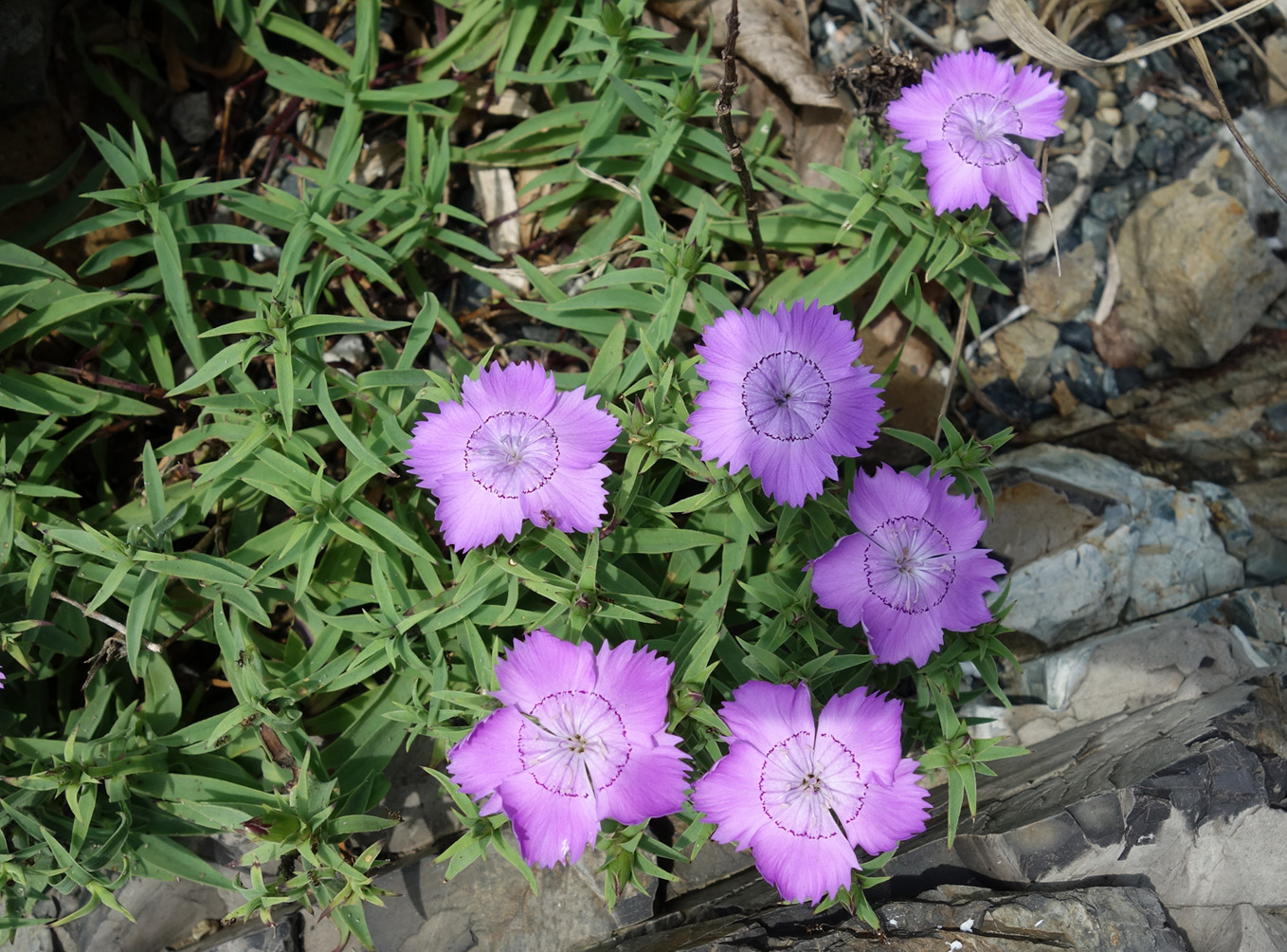 Изображение особи Dianthus chinensis.