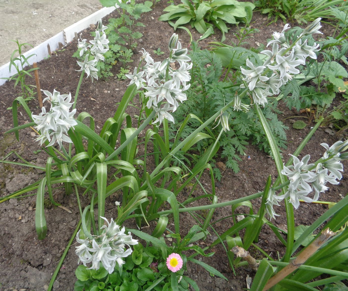 Изображение особи род Ornithogalum.