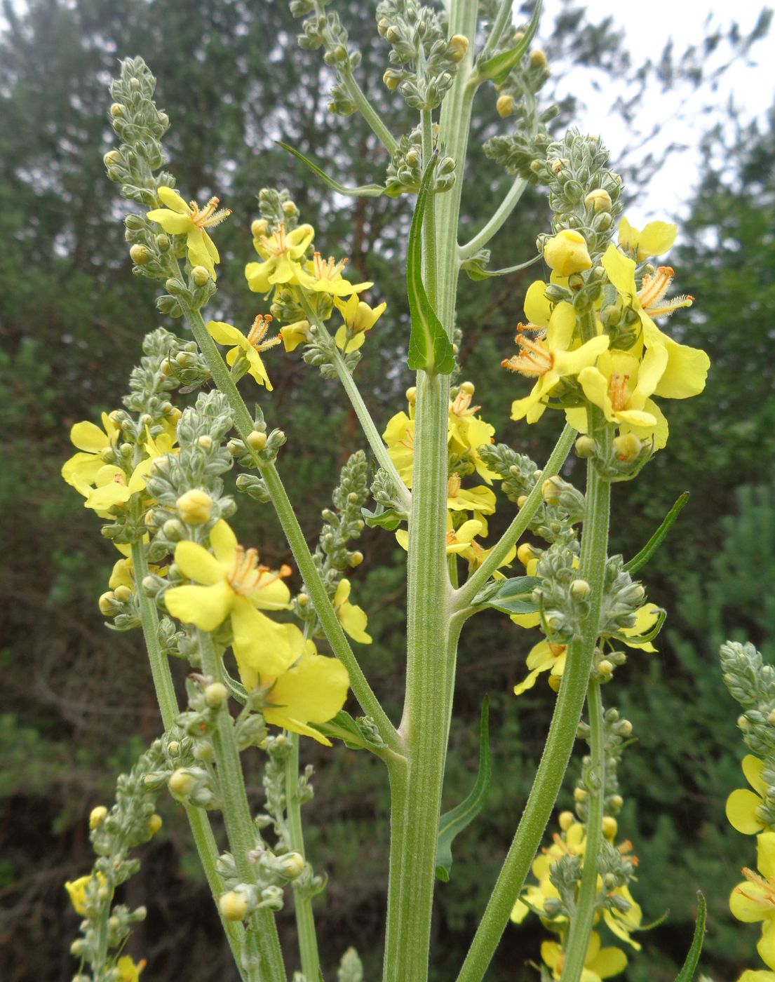 Изображение особи Verbascum lychnitis.