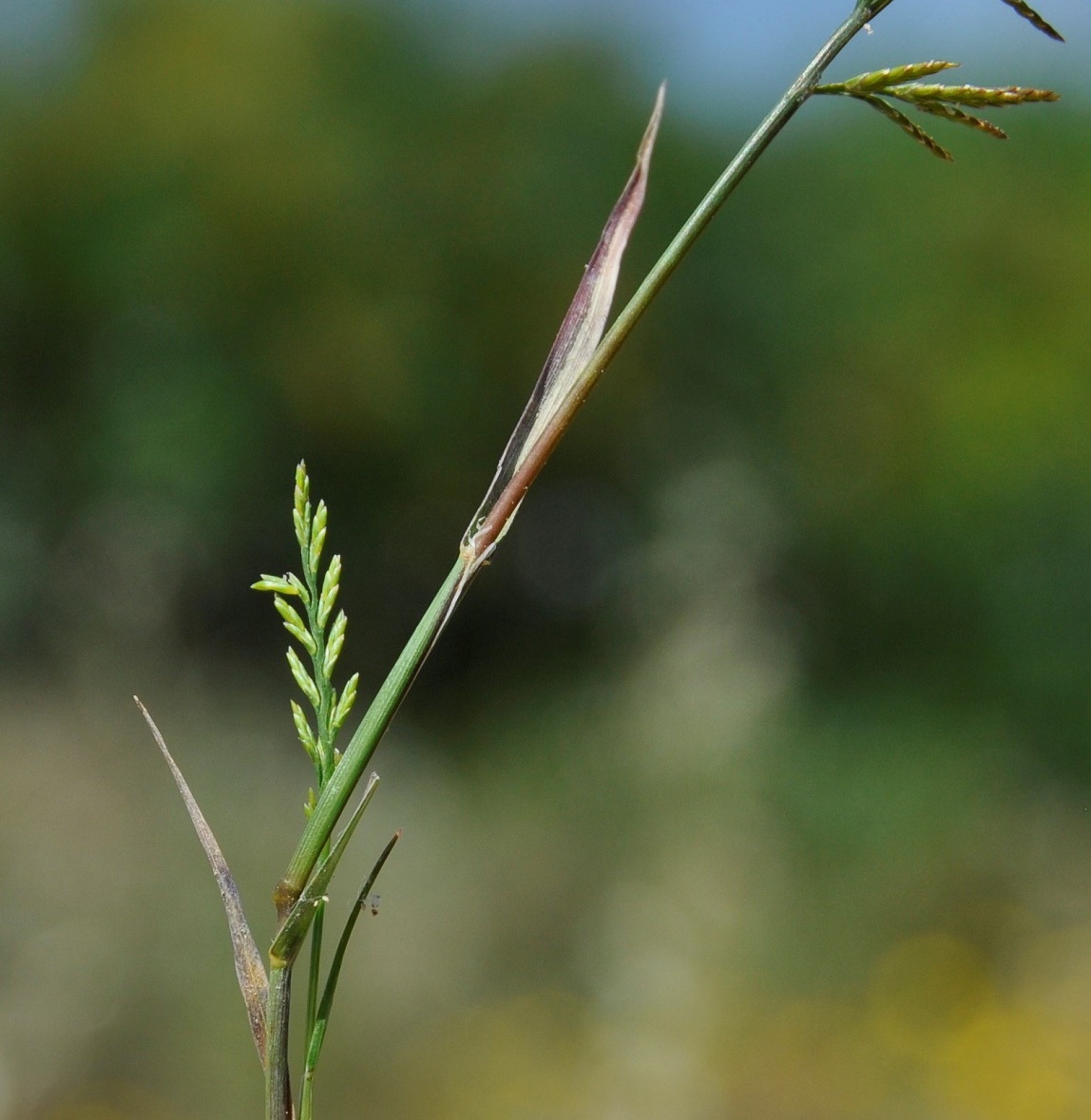 Изображение особи Scleropoa rigida.