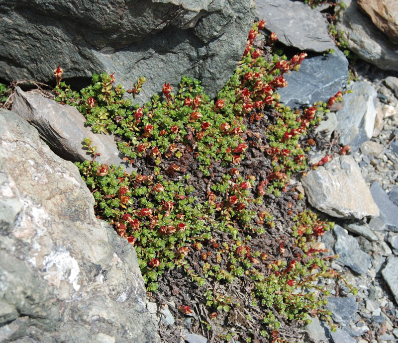 Изображение особи Saxifraga asiatica.