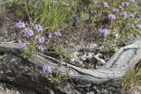 Thymus irtyschensis. Цветущие растения возле выступающего корня Pinus sylvestris. Казахстан, Восточно-Казахстанская обл., Зыряновский р-н, окр. пос. Новая Бухтарма, правый берег Бухтарминского вдхр., каменистый склон сопки. 16.06.2019.