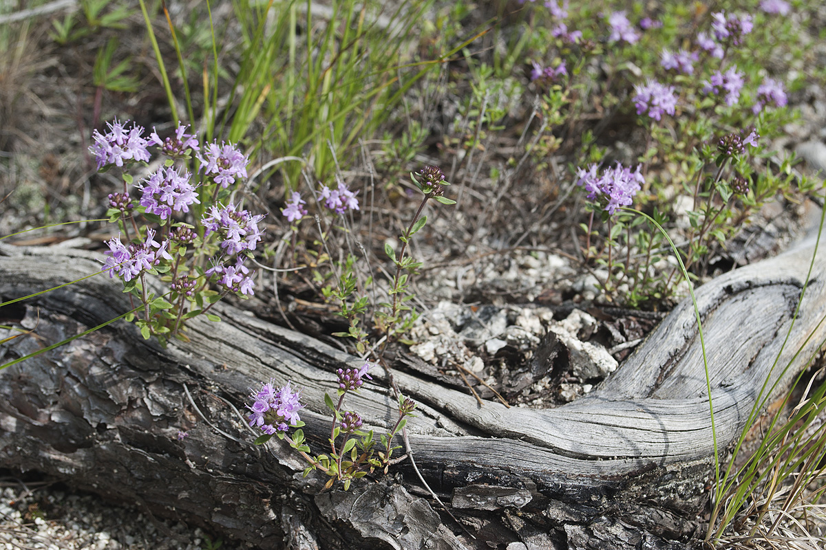 Изображение особи Thymus irtyschensis.