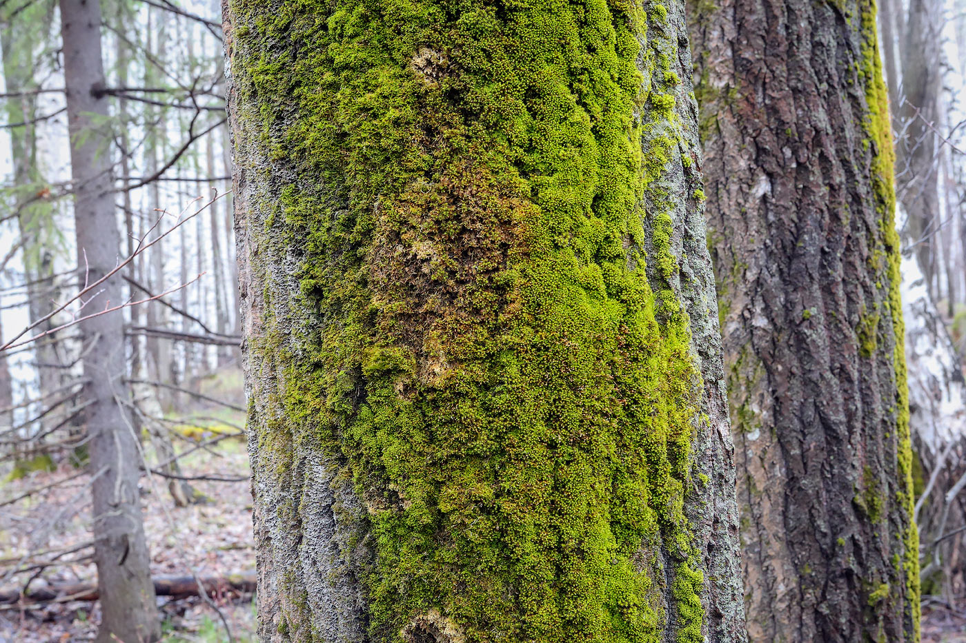 Image of genus Orthotrichum specimen.