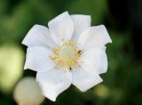 Anemone sylvestris. Цветок с увеличенным числом долей околоцветника. Ростовская обл., г. Каменск-Шахтинский, участок по ул. Спортивная. 11.05.2013.